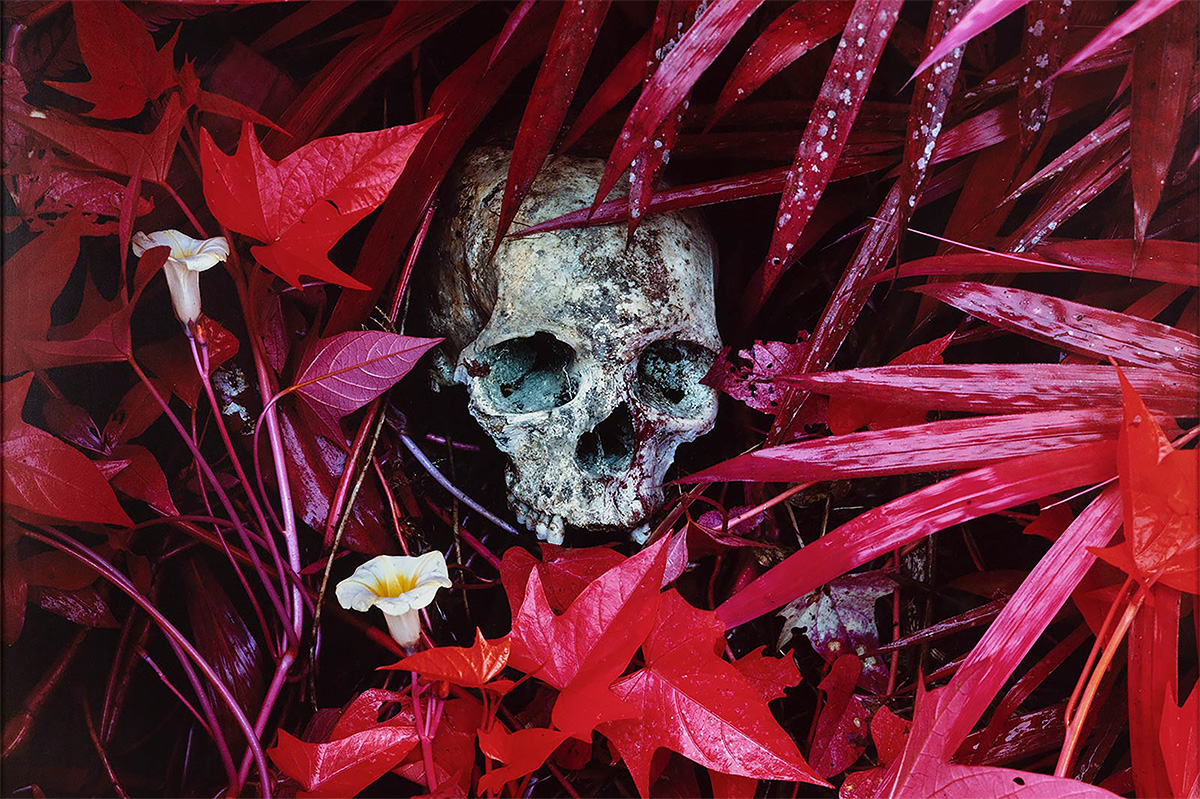 Richard Mosse, Of Lillies and Remains, 2012 stampa digitale, 40 × 50 cm, Ed.5